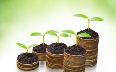 From Farms to Markets: The Vital Role of Agriculture in Pakistan’s Economic Landscape
